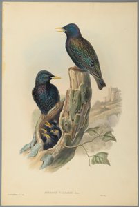 ムクドリ：Sturnus Vulgaris（Linn）（織り紙の色リソ） 作： John Gould