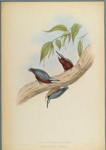 Stila Castaneoventris、栗の腹のヌサッチ（織り紙にカラーリソ） 作： John Gould