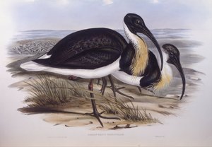 ストローネックトキ（Threskiornis spinicollis）、ジョン・グールドによるエングレーヴィング 作： John Gould