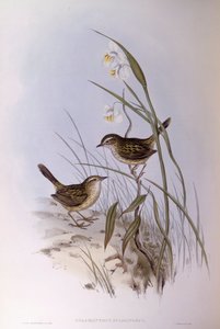 ストライテッド・カラマンサス（Calamanthus fuliginosus）、ジョン・グールド氏によるエングレーヴィング