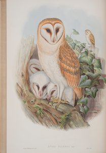 ジョングールド著「イギリスの鳥」のプレート、Strix Flammeaが1862年から73年に公開（手彩色のリソ）