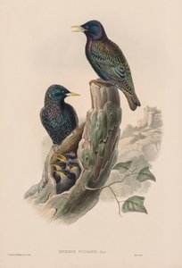 ストゥルヌール・ブルガリス 作： John Gould
