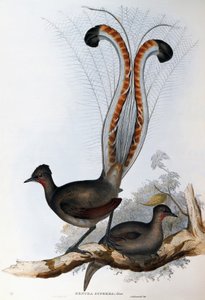 スーパードライバード(Menura superba) 作： John Gould