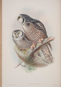 ジョングールド著「イギリスの鳥」のプレートであるスルニアフネレアが1862年から73年に公開（手彩色のリソ）