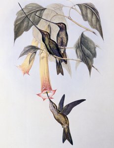 ソードビルト・ハミングバード（Docimastes ensiferus） 作： John Gould