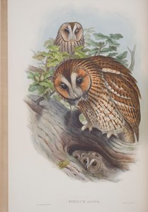 ジョングールドによる英国の鳥のプレートからのSyrnium Aluco、1862〜73年公開（手塗りのlitho）