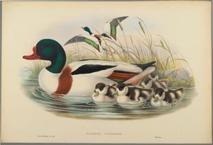 Tadorna Vulpanser：Sheldrake（織り紙にカラーリソ） 作： John Gould