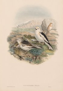 イギリスの鳥：Plestrophanes nivalis。 作： John Gould