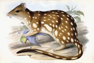 タイガークオール 作： John Gould