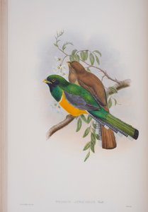 Trogon Atricollis、The Birds of Great BritainのJohn Gouldによる版、1862〜73年公開（手塗りのlitho） 作： John Gould