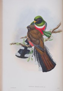 Trogon Mexicanus、ジョングールドによる英国の鳥のプレート、1862〜73年公開（手彩色のリソ）