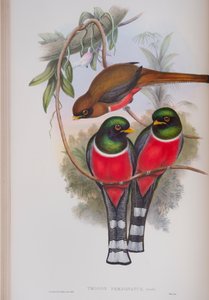 Trogon Personatus、イギリスの鳥、ジョングールド作のプレート、1862〜73年公開（手彩色のリソ）