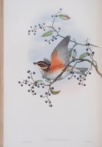 Turdus Illacus、ジョングールドによる英国の鳥のプレート、1862〜73年公開（手塗りのリソ） 作： John Gould