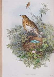 Turdus Musicus、ジョングールドによるイギリスの鳥のプレート、1862〜73年公開（手塗りのリソ） 作： John Gould
