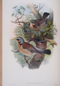 Turdus Pilaris、ジョングールド著英国の鳥のプレート、1862〜73年公開（手彩色のリソ）