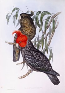枝に止まっている2羽のオウム、エングレービング 作： John Gould
