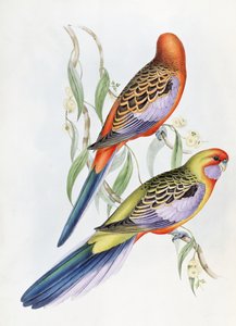 不明な画像 作： John Gould