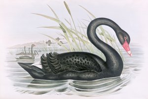 不明な画像 作： John Gould