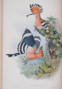 ウプパEpops、ジョングールドによる英国の鳥のプレート、1862〜73年公開（手塗りのリソ）
