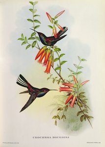 ウロクロア・ブギエリ 作： John Gould