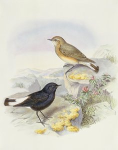バリアブルホエール（Oenanthe picata）、ジョン・グールドによるエングレーヴィング 作： John Gould