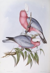 ヴァイオレット・ネックド・ローリー（Eos squamata）、ジョン・グールドによるエングレーヴィング 作： John Gould