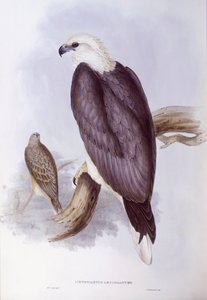 ホワイトベリード・フィッシュ・イーグル（Haliaeetus leucogaster）、ジョン・グールドによるエングレーヴィング 作： John Gould