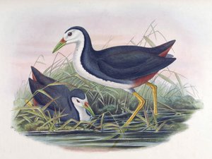 ホワイトブレストWaterhen Amaurornis phoenicurus（Pennant）