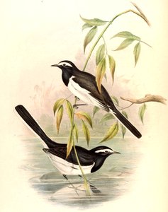 セグロセキレイ（セキレイセキレイ）のMotacilla maderaspatensis Gmelin 作： John Gould
