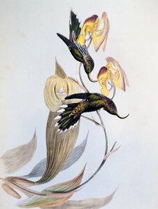 ホワイトチップ・シックルビル（Eutoxeres aquila） 作： John Gould