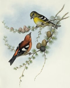 白翼のクロスビル（Loxia leucoptera）、ジョン・グールドによるエングレーヴィング 作： John Gould