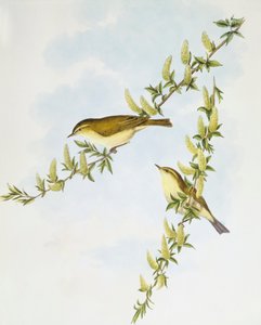 ヤナギムシクイ（Phylloscopus trochilus）、ジョン・グールドによるエングレーヴィング 作： John Gould