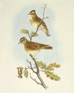 ウッドヒバリ（Lullula arborea）、ジョン・グールドによるエングレーヴィング 作： John Gould