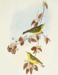 ウッドウォーブラー（Phylloscopus sibilatrix）、ジョン・グールドによるエングレーヴィング