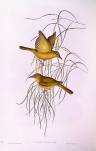 イエロー・ハニーウォーター（Lichenostomus flavus）、ジョン・グールドによるエングレーヴィング 作： John Gould