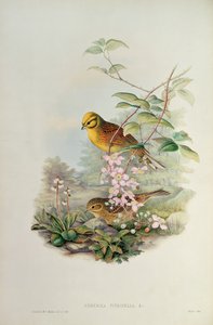 イエローハンマー 作： John Gould