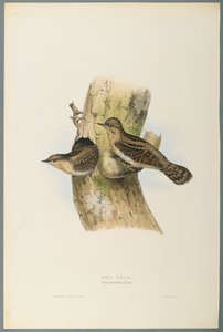 Yunx Torquilla：Wry Neck（織り紙にカラーリソ） 作： John Gould