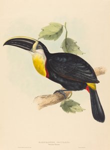 オオハシにキス 作： John Gould and Elizabeth Gould