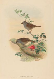 Accentor modules (ダンノック) 作： John Gould and H.C. Richter