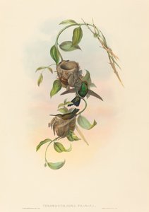 Chlorostilbona prasina (パンチェランのエメラルド) 作： John Gould and H.C. Richter