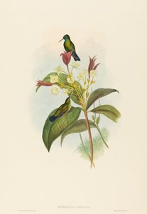 青あごサファイア 作： John Gould and H.C. Richter