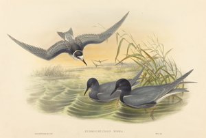 ハイドロケリドン・ニグラ 作： John Gould and H.C. Richter