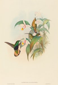 Lafresnaya flavicaudata (バフ尾ビロード胸) 作： John Gould and H.C. Richter
