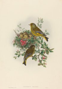 Ligurinus chloris (グリーンフィンチ)