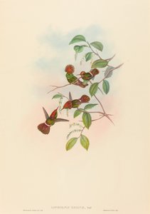 スパングルコケット 作： John Gould and H.C. Richter