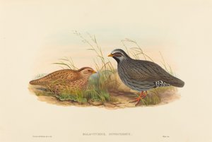 Malacoturnix superciliosus (ウズラ) 作： John Gould and H.C. Richter