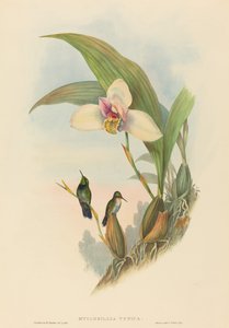 Myiabeillia typica (アベイユのハチドリ)