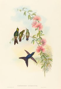 Ramphomicron microrhyncha (小ハシコウモリ) 作： John Gould and H.C. Richter