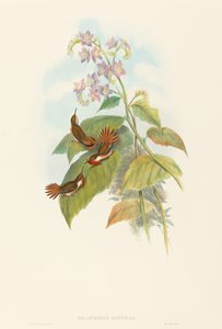 きらめくハチドリ 作： John Gould and H.C. Richter