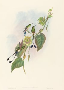 Spathura underwoodi (白い足のラケットテール) 作： John Gould and H.C. Richter
